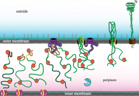 bacteria